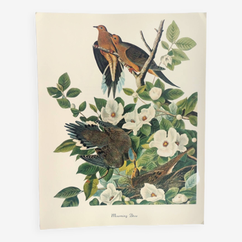 Bird board by JJ Audubon - Dove - 🐦 Zoological and ornithological illustration