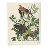 Planche oiseaux de J.J. Audubon - Tourterelle - 🐦 Illustration zoologique et ornithologique