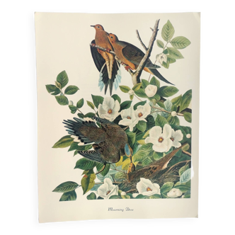 Planche oiseaux de J.J. Audubon - Tourterelle - 🐦 Illustration zoologique et ornithologique