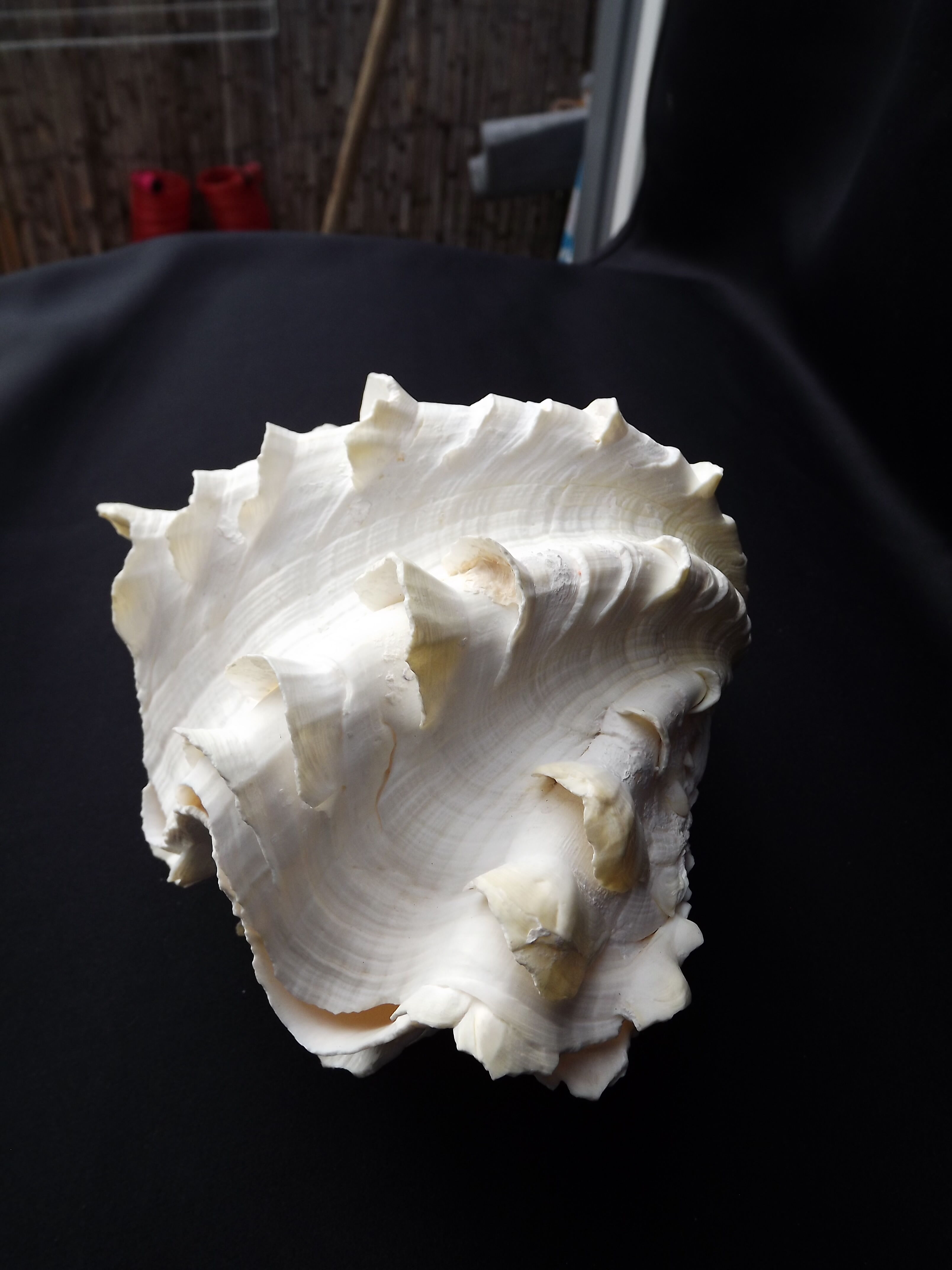Tridacne Giant Clam xx -th