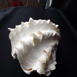 Tridacne Bénitier géant xx -ème