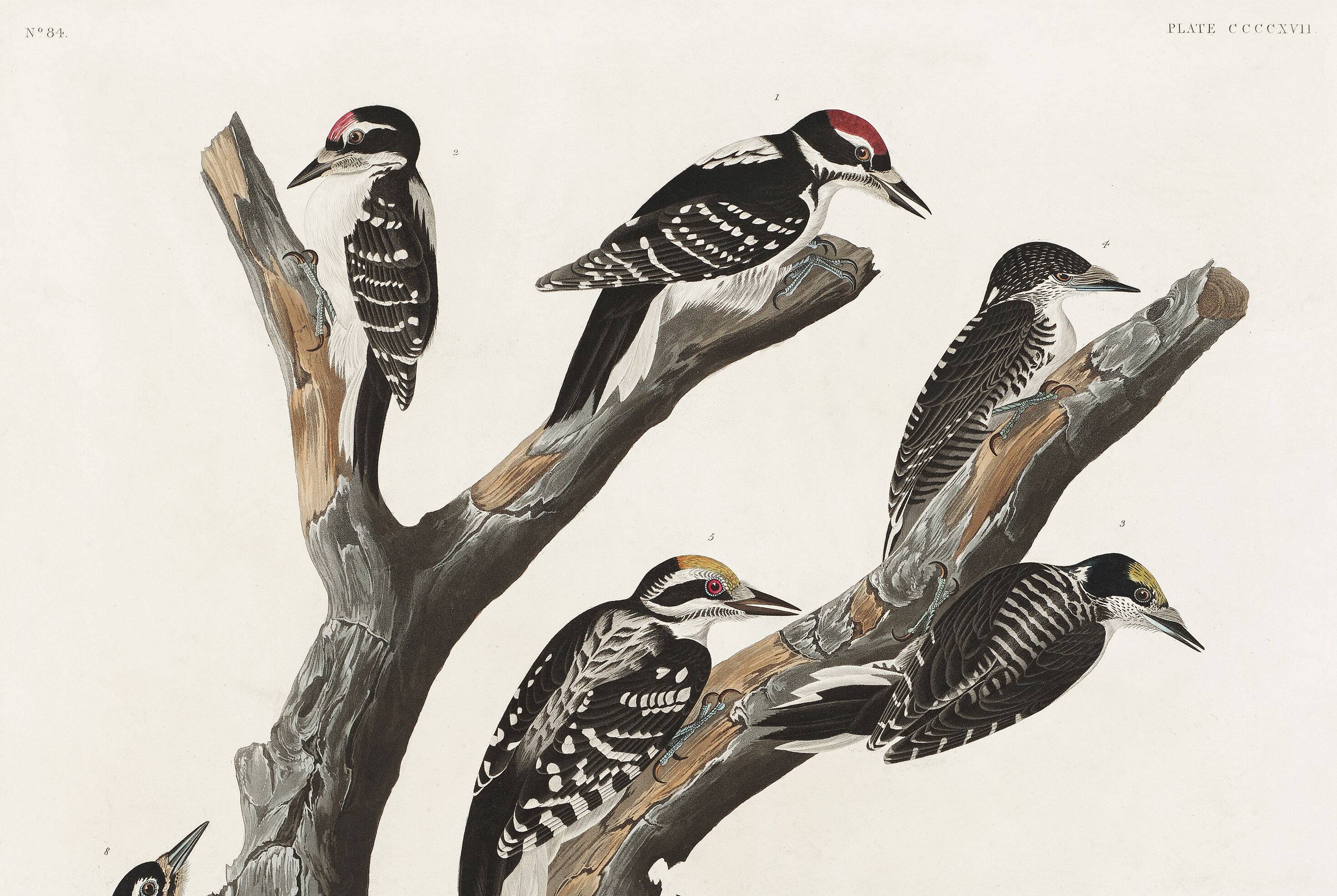 Poster about the peaks, based on an old engraving from 1827.