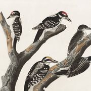 Affiche sur les pics, d’après une gravure ancienne de 1827.