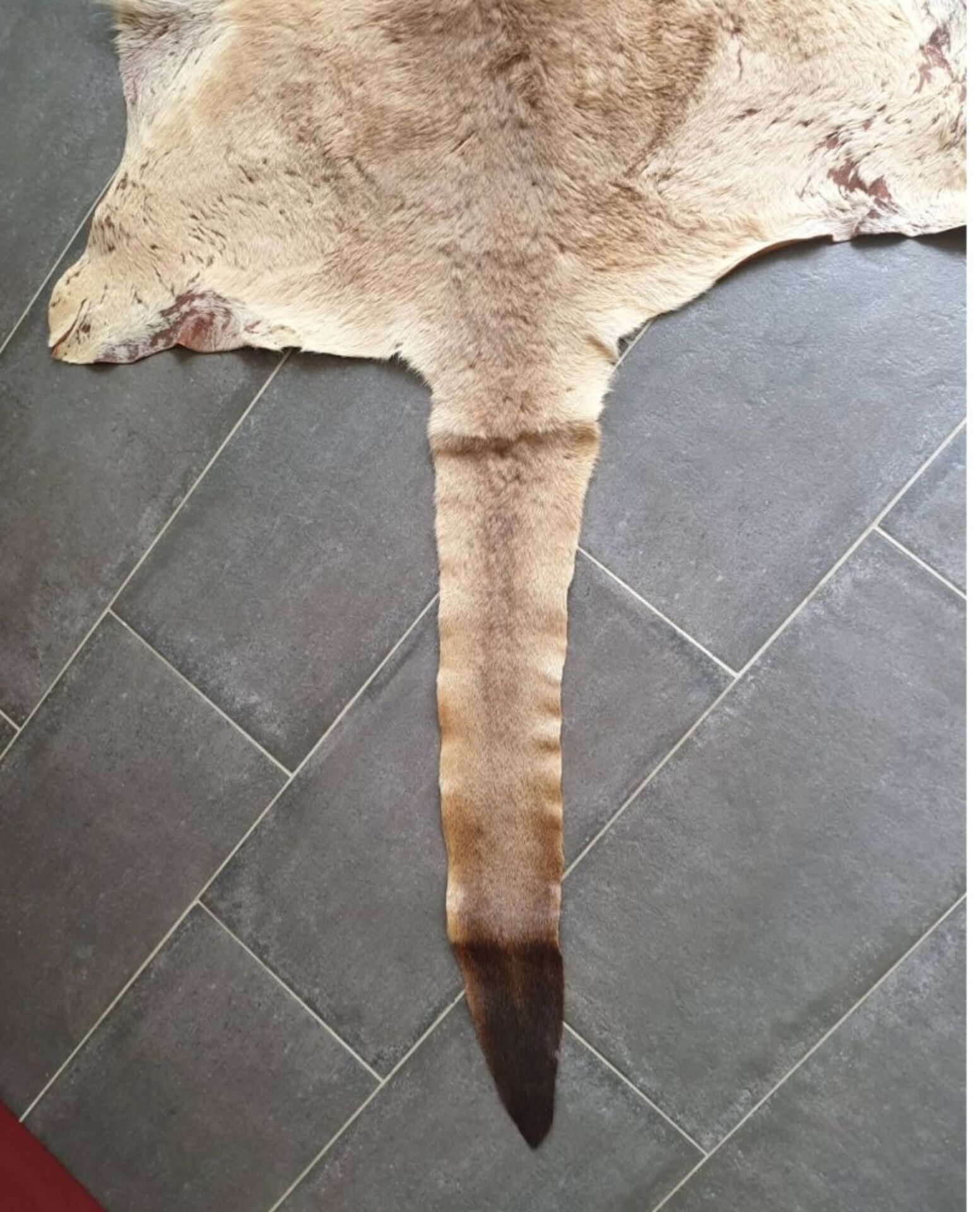 Kangaroo skin Curiosity cabinet