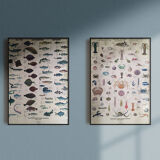 Vintage marine wildlife poster, 80s