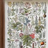 Ancient illustration "medicinal plants"