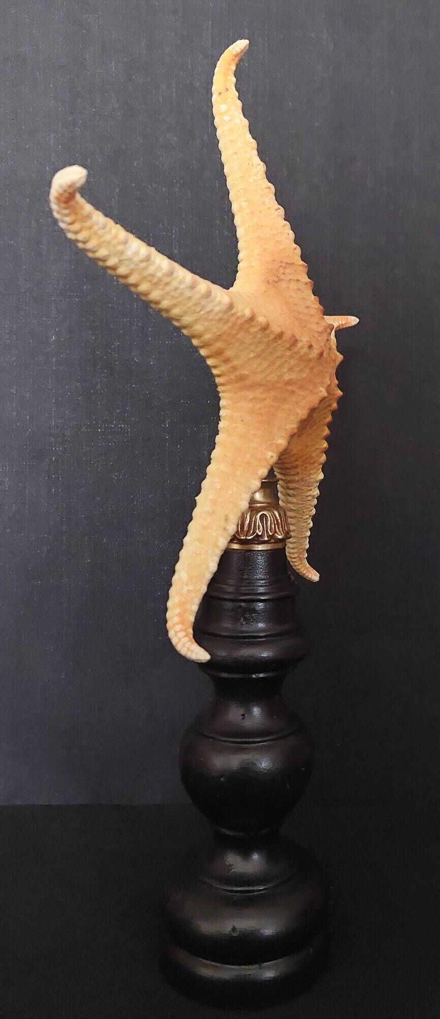 Cabinet of Curiosities starfish poraster superbus on base