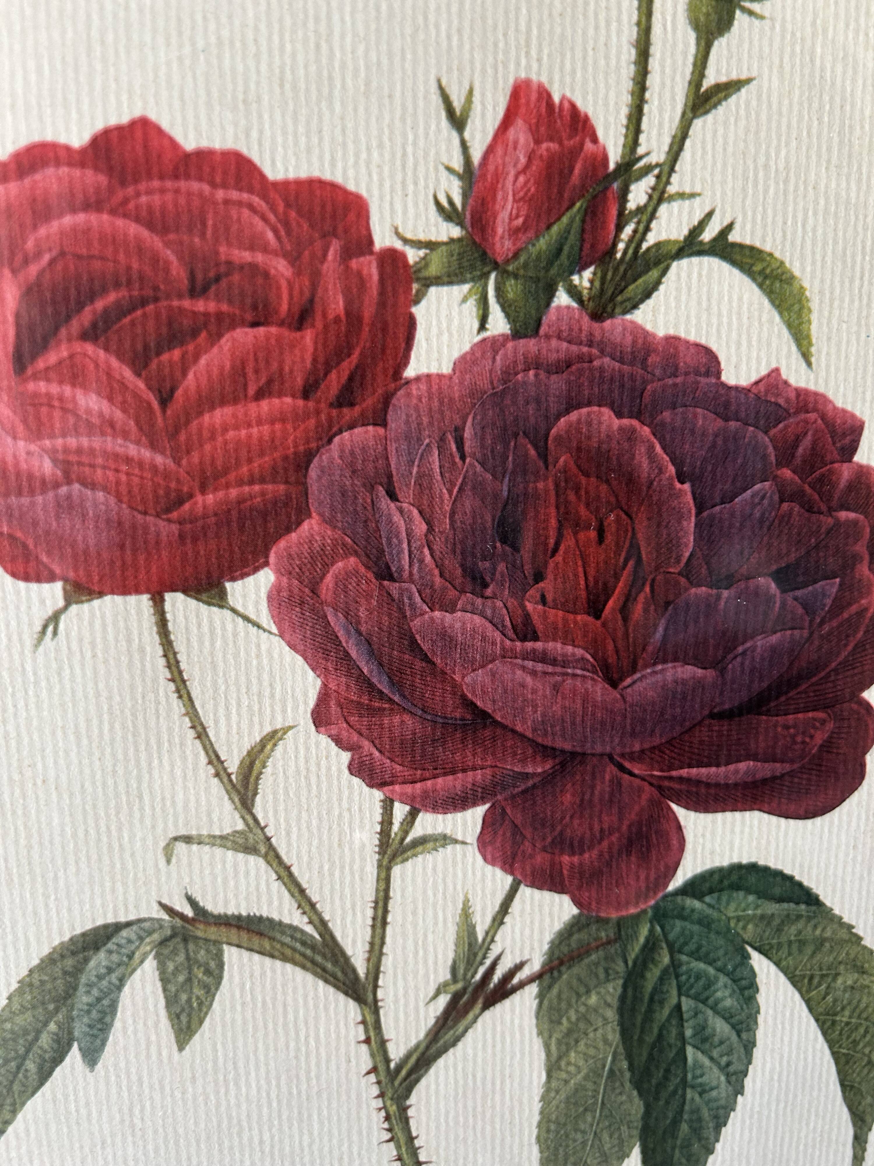 Paire de gravures Redouté
