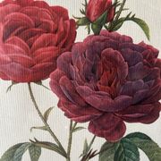 Paire de gravures Redouté
