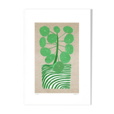The Pilea