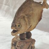 Stuffed fish, Amazonian piranha, 1980