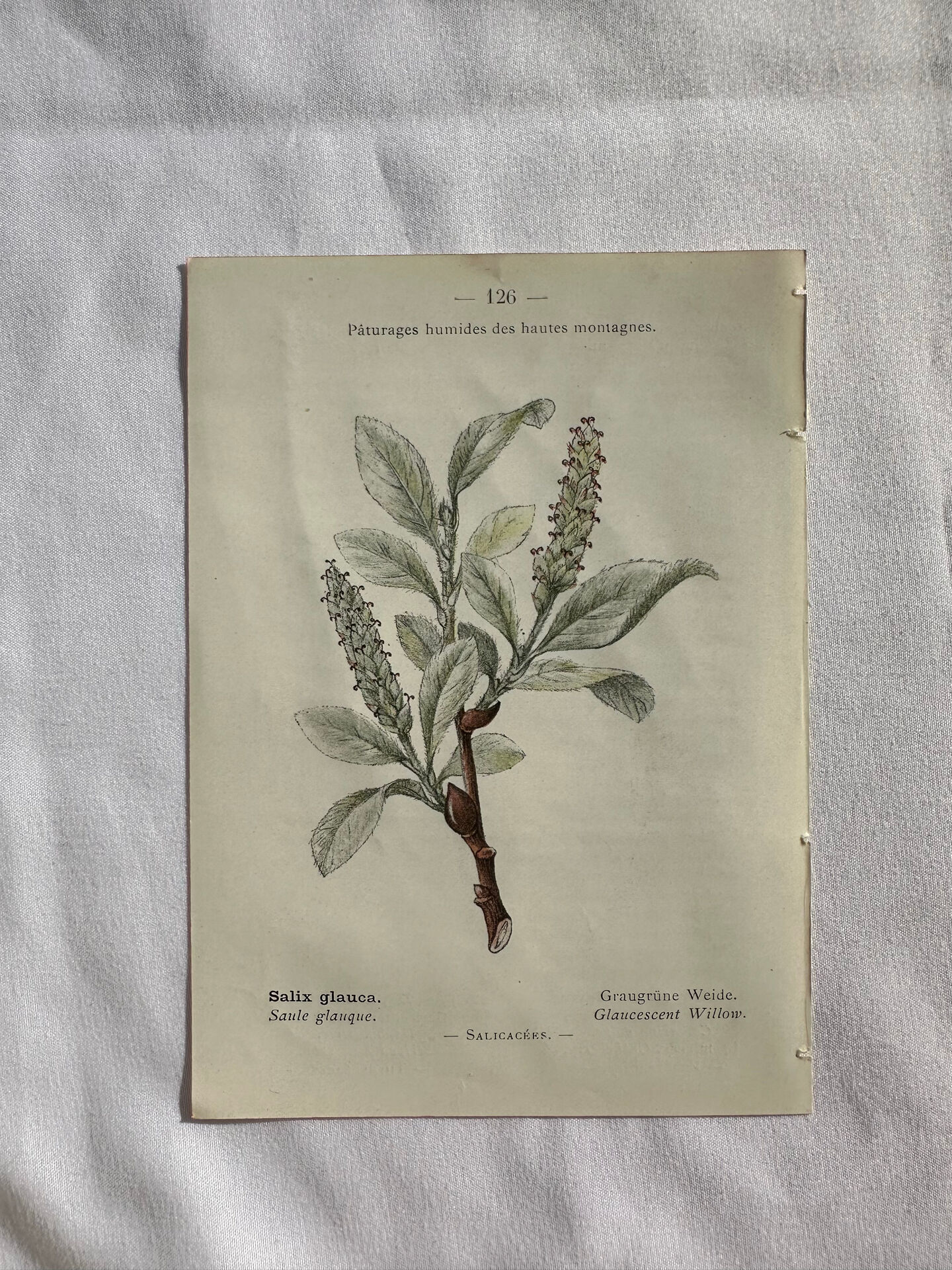 Naturalist Plate – 19th Century Botanical Engraving, Double-Sided