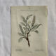 Naturalist Plate – 19th Century Botanical Engraving, Double-Sided