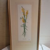 Série 4 Anciennes Planches Botaniques Fleurs GRANDALL + Cadre Bois Doré Vintage