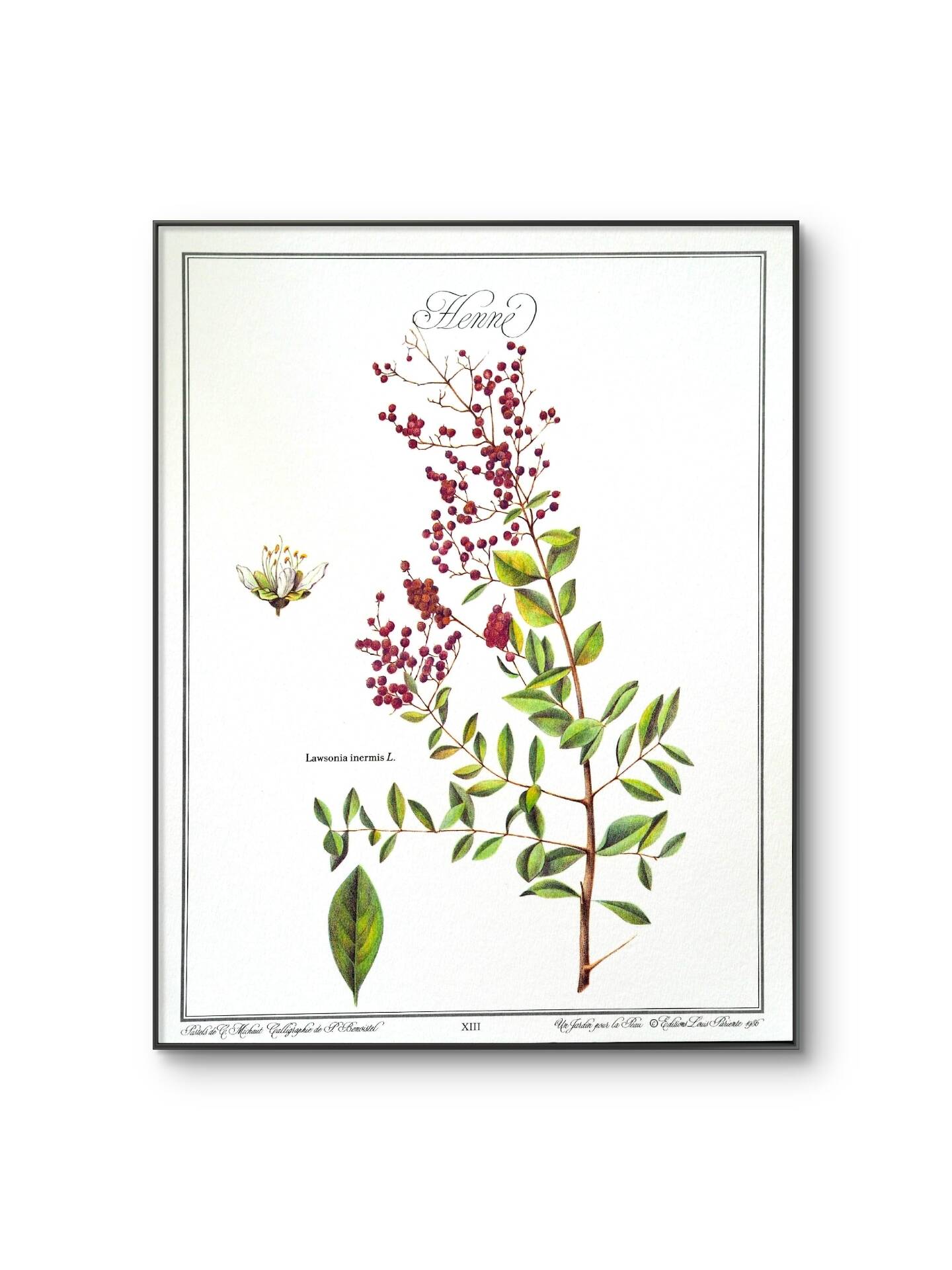 Henna, printed illustration from 1986. Vintage Botany. 24X31cm