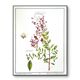Henna, printed illustration from 1986. Vintage Botany. 24X31cm