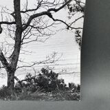Silver gelatin photograph by Bernard Darot, Shrubs by the Water, 20th century