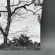 Silver gelatin photograph by Bernard Darot, Shrubs by the Water, 20th century