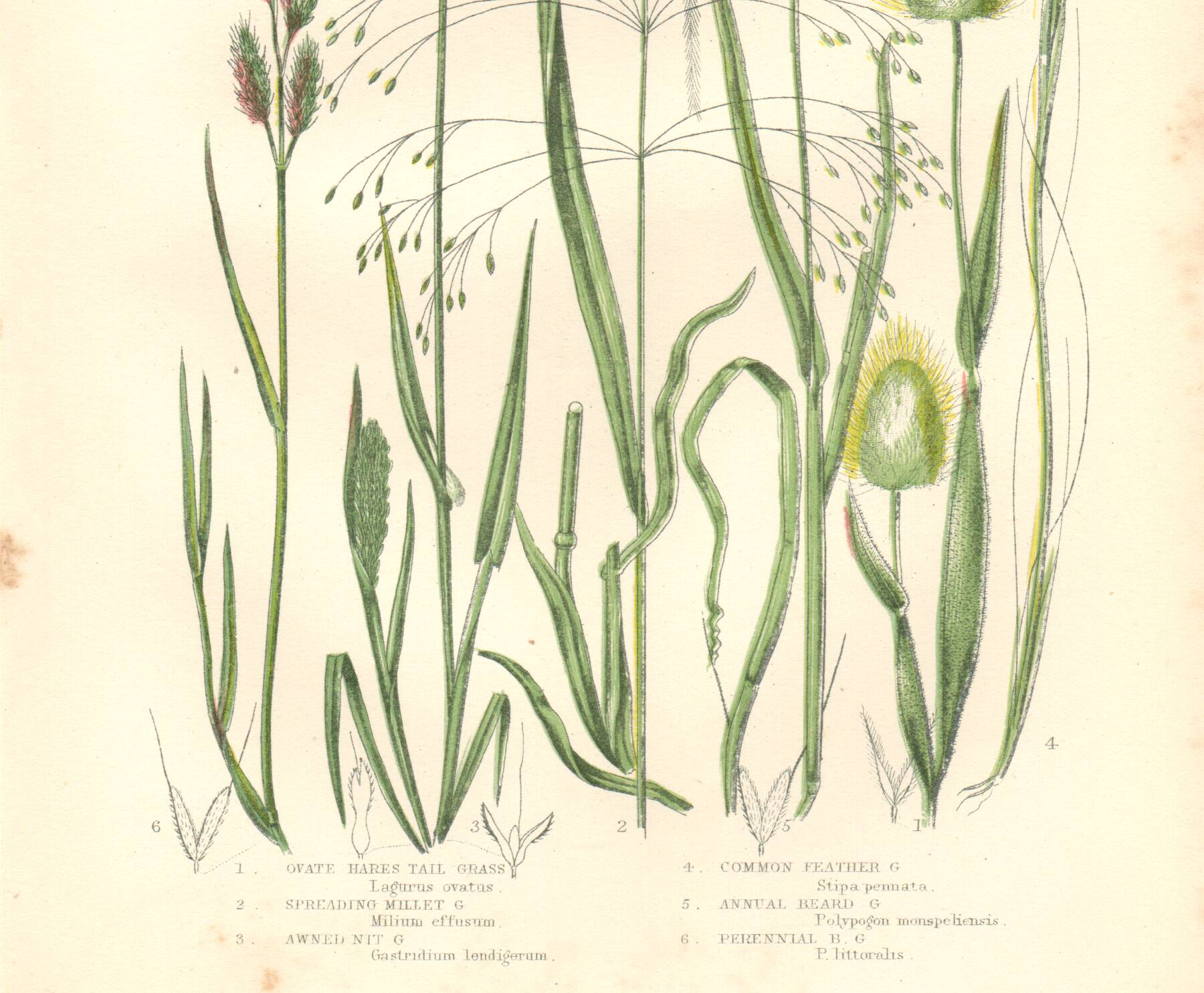 Gravure botanique ancienne. Fleur