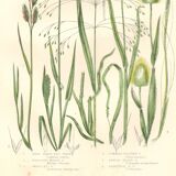 Gravure botanique ancienne. Fleur