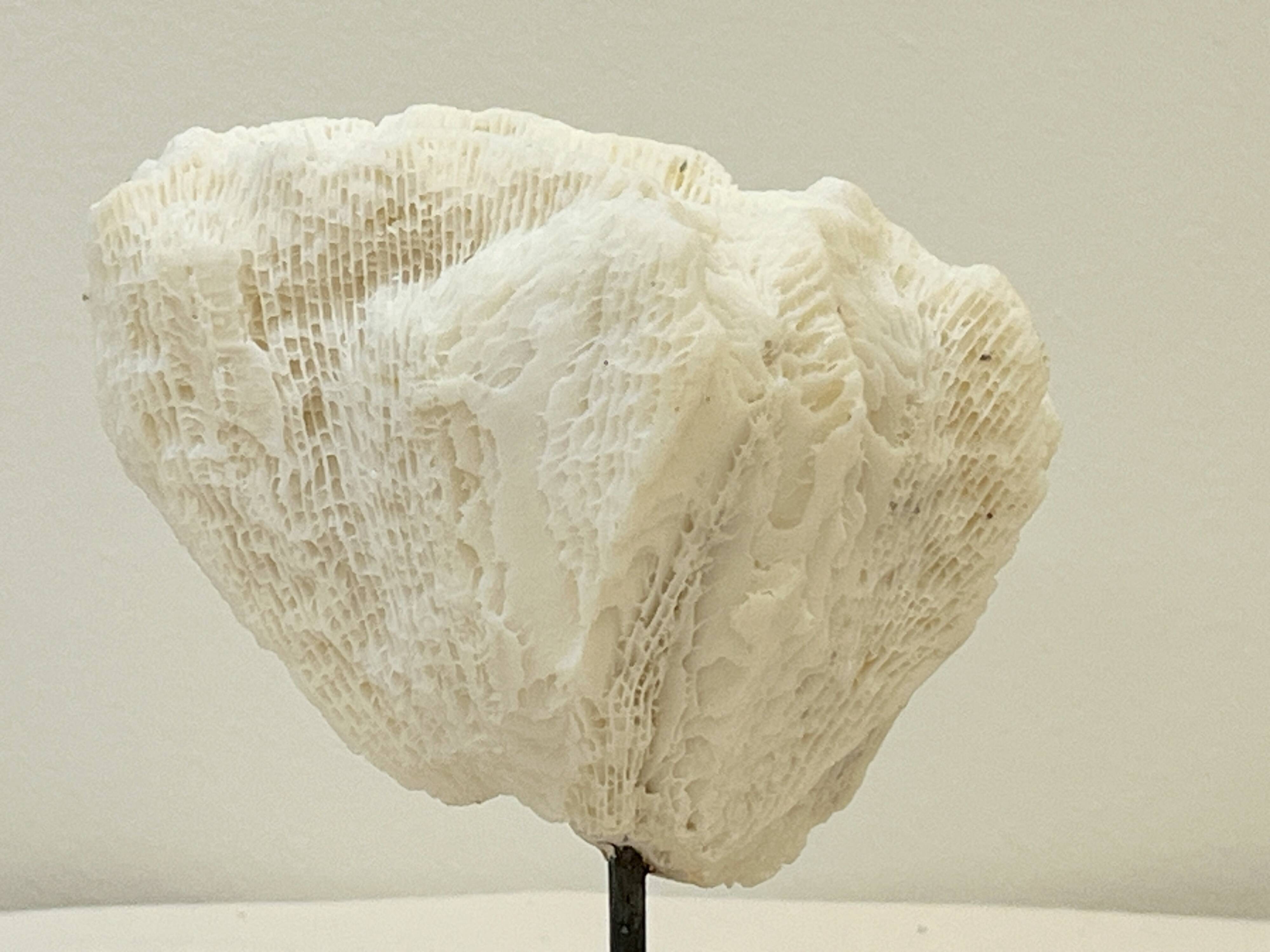 Antique natural white wave coral on wooden base Napoleon III cabinet of curiosities