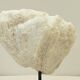 Antique natural white wave coral on wooden base Napoleon III cabinet of curiosities