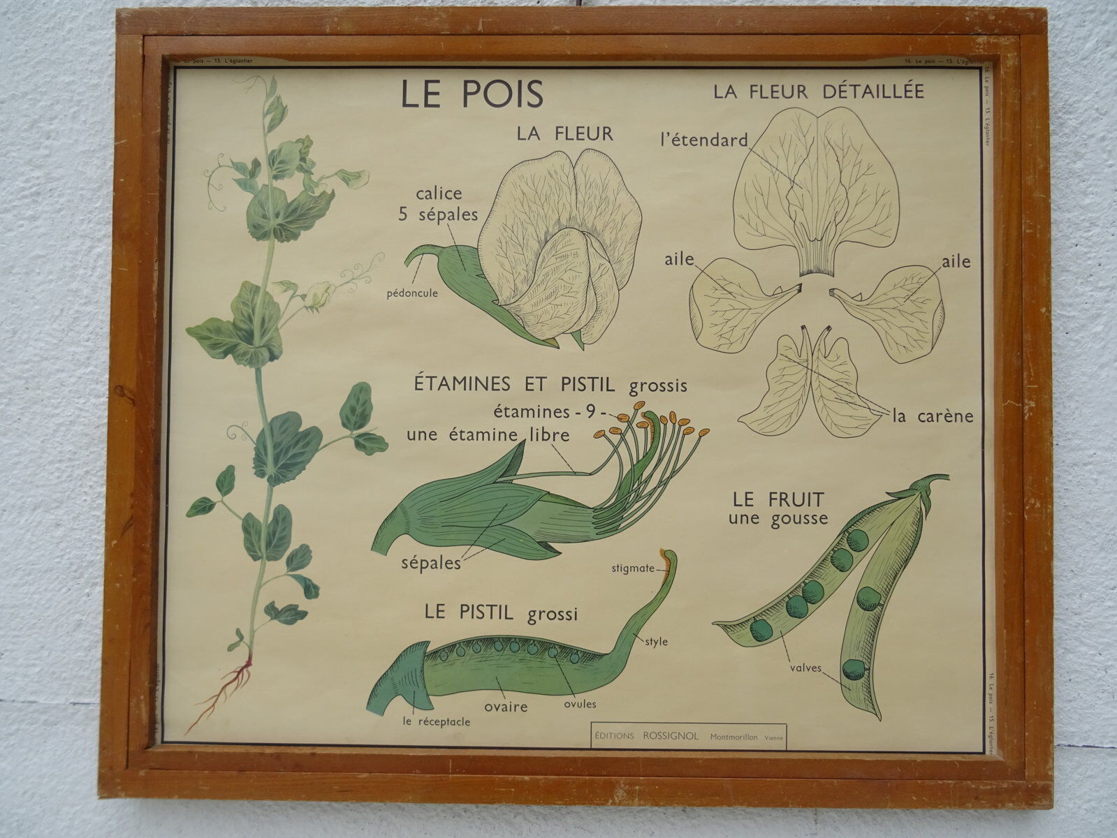Set of 10 Rossignol posters on plants with frame