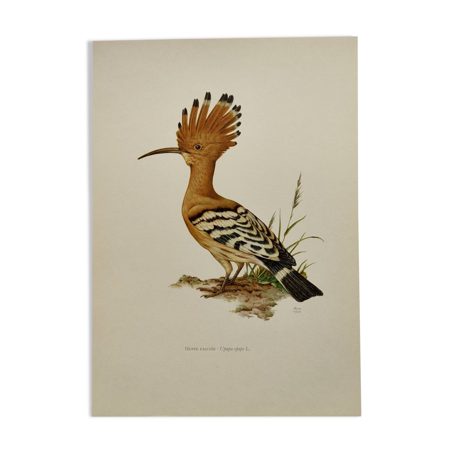 Bird board from the 60s - Hoopoe - Vintage zoological and ornithological illustration