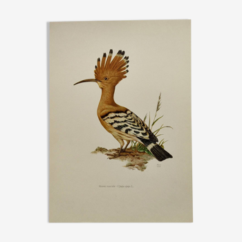 Bird board from the 60s - Hoopoe - Vintage zoological and ornithological illustration