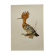 Bird board from the 60s - Hoopoe - Vintage zoological and ornithological illustration