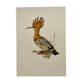 Planche oiseaux Années 60 - Huppe Fasciée - Illustration zoologique et ornithologique vintage