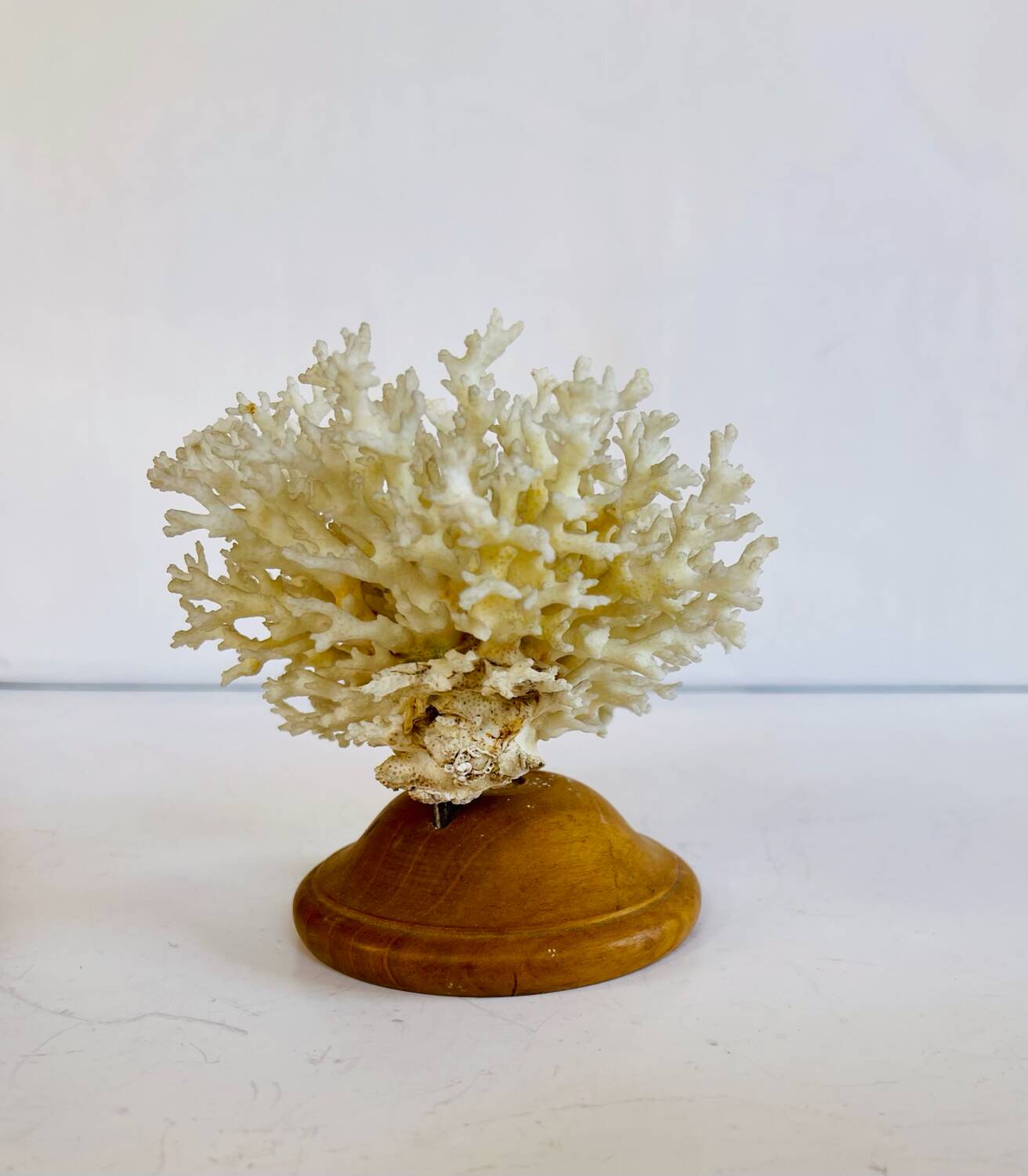 Coral