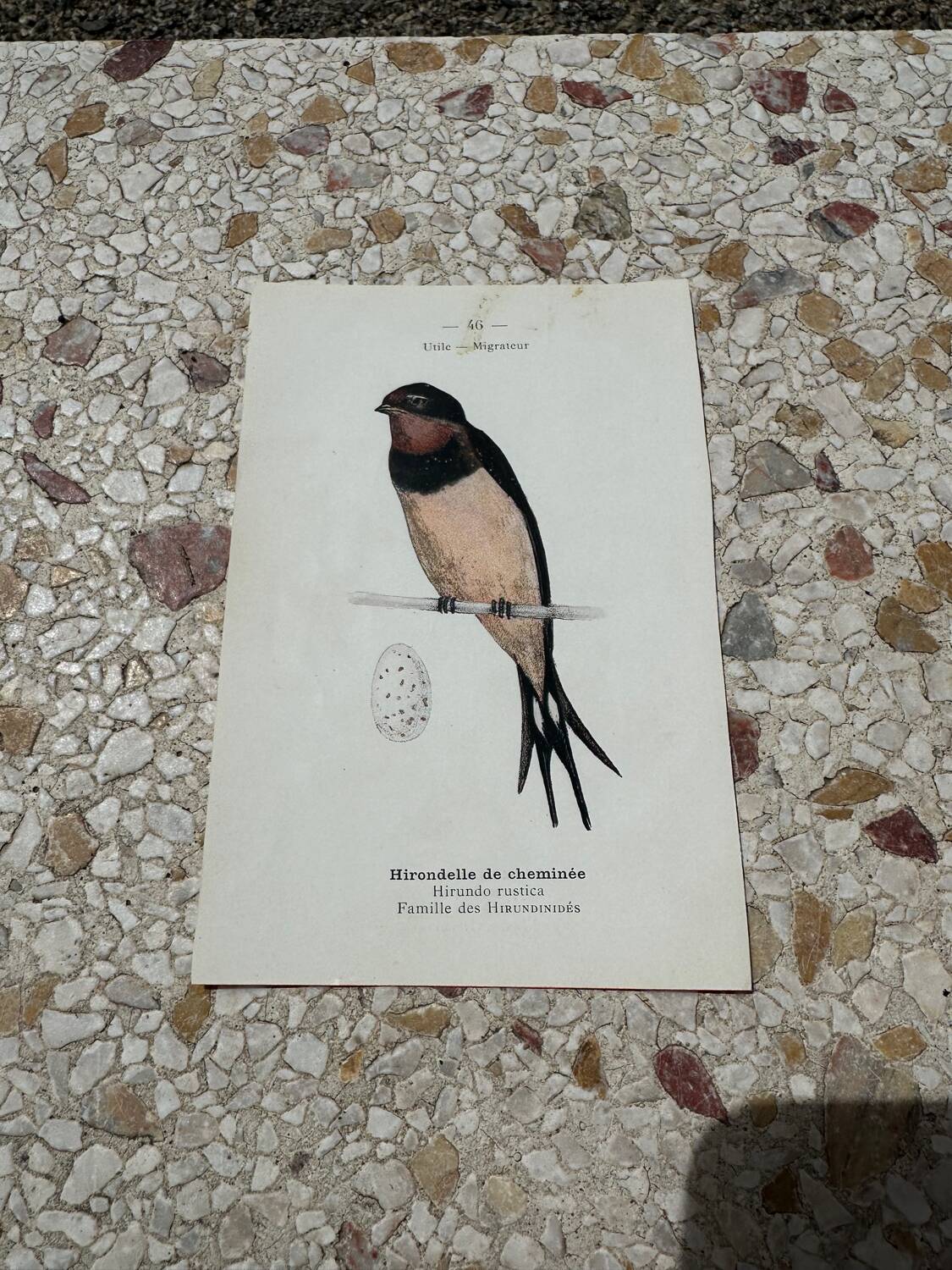 Naturalist engraving old botanical plate 1908 birds