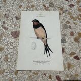 Naturalist engraving old botanical plate 1908 birds