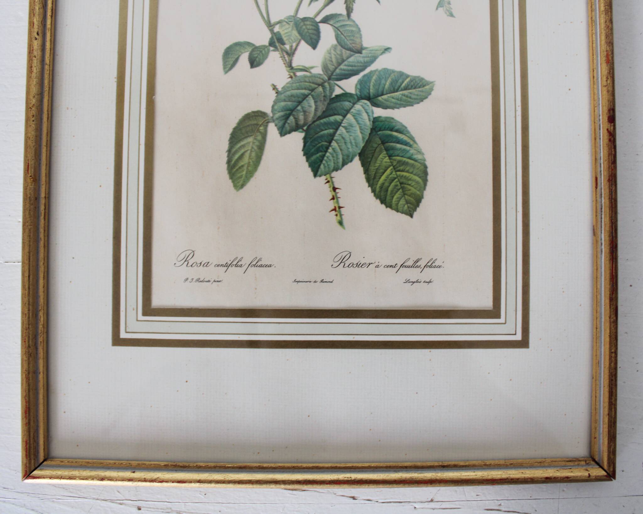 Golden frame botanical illustration