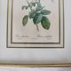 Golden frame botanical illustration