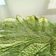 Flat leaf