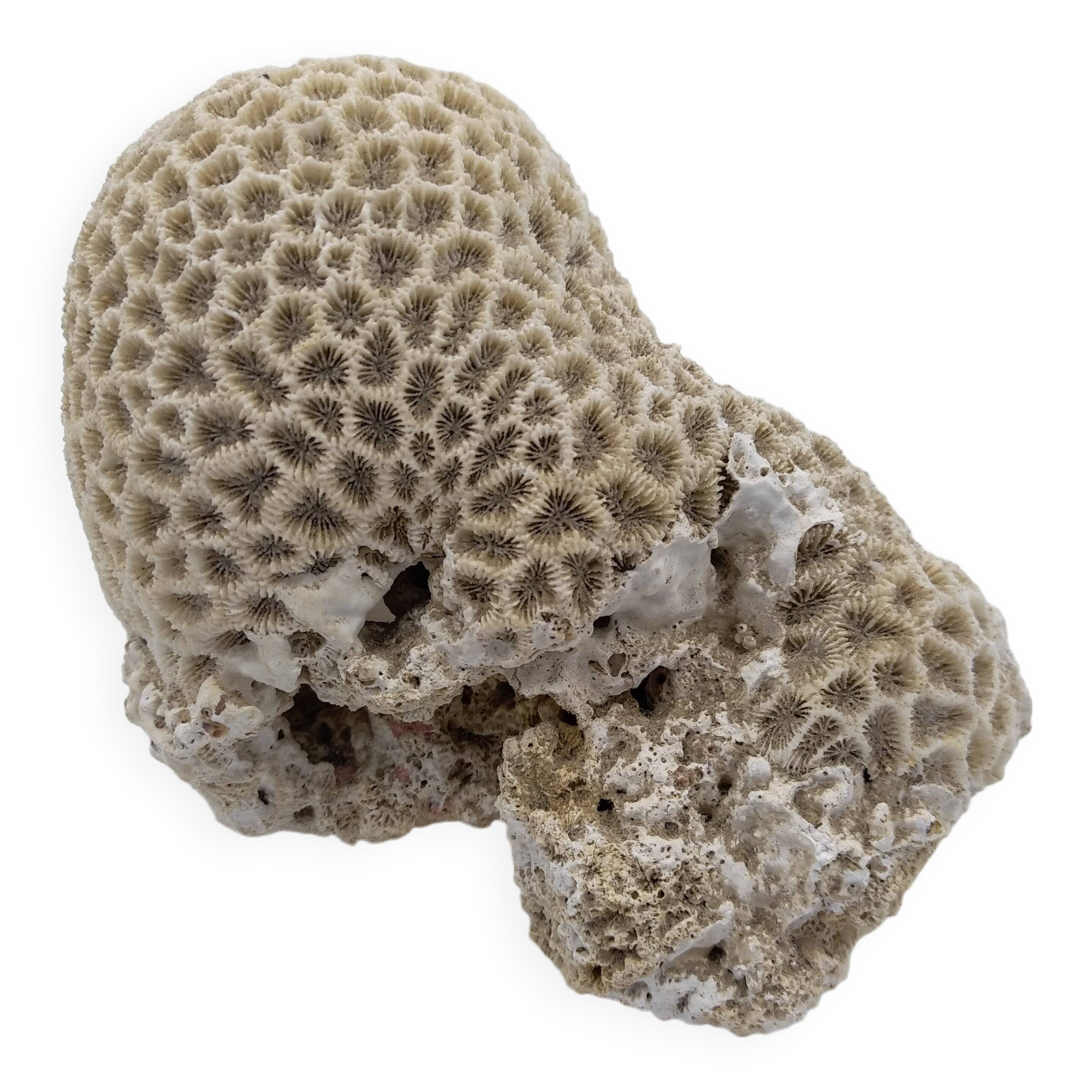 Brain coral. Favite.