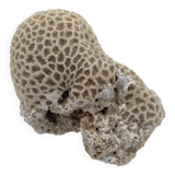 Brain coral. Favite.