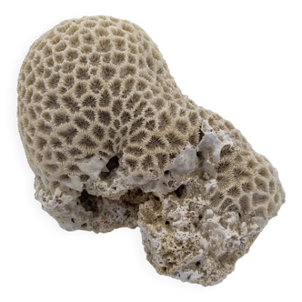 Brain coral. Favite.