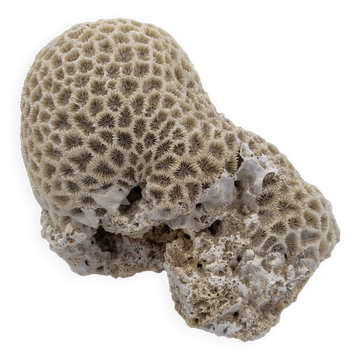 Brain coral. Favite.