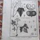 Stamped vintage botanical engraving plate natural history flowers