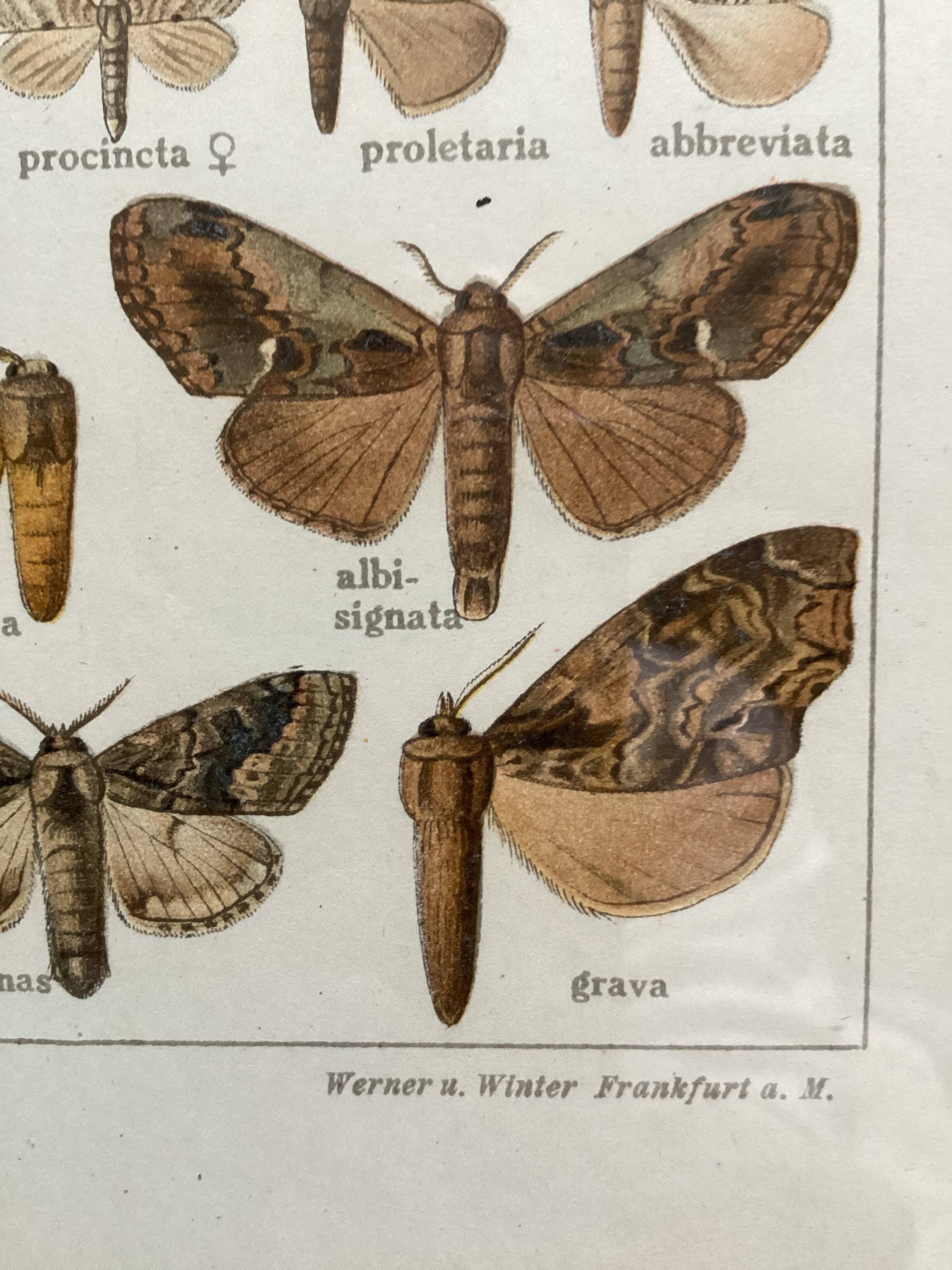 Antique color lithograph of butterflies; dimensions: height - 36.5 cm