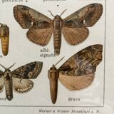 Antique color lithograph of butterflies; dimensions: height - 36.5 cm