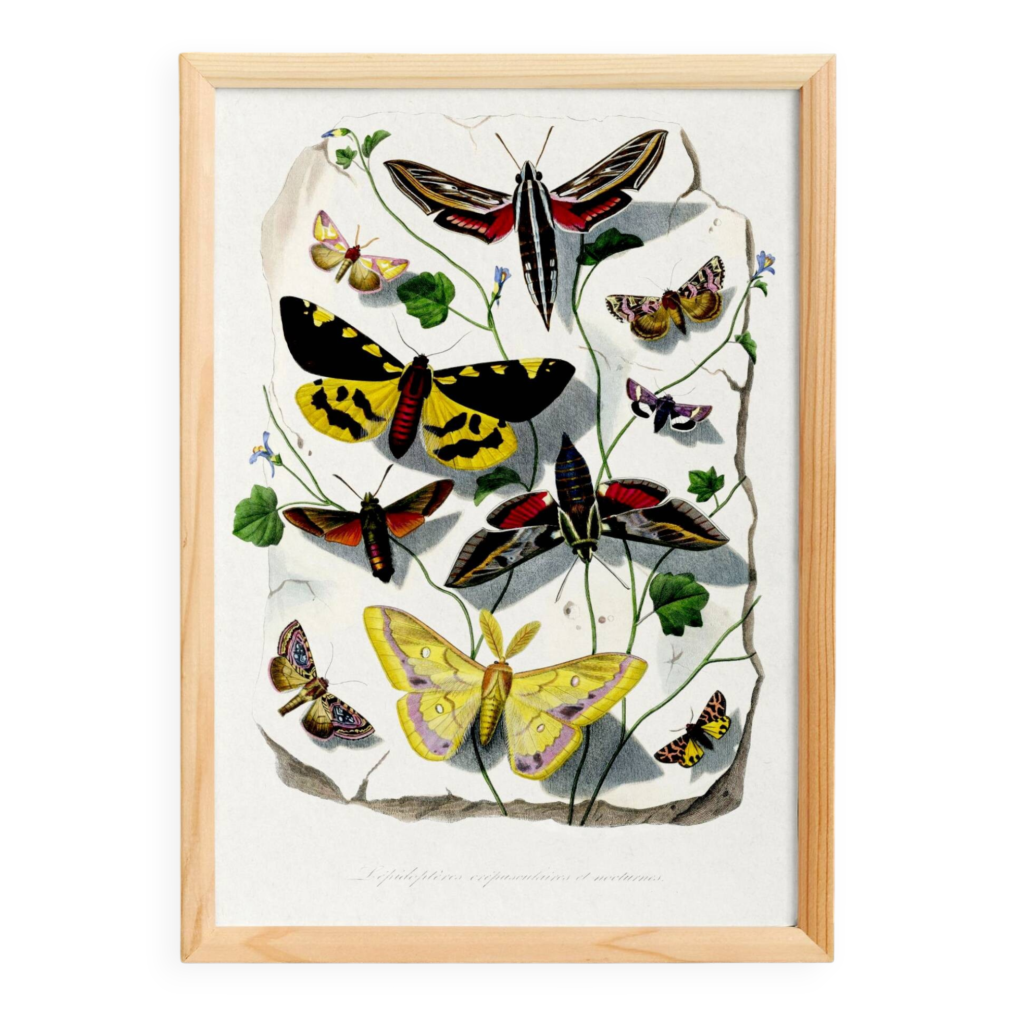 Poster about butterflies, based on an old engraving from 1842.