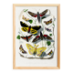 Poster about butterflies, based on an old engraving from 1842.