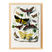 Poster about butterflies, based on an old engraving from 1842.