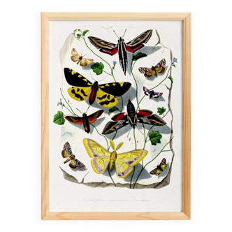 Poster about butterflies, based on an old engraving from 1842.