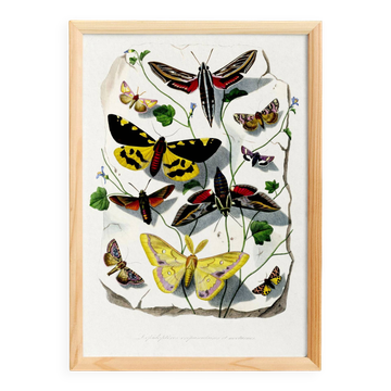Affiche sur les papillons, d'après une gravure ancienne de 1842.