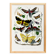 Poster about butterflies, based on an old engraving from 1842.